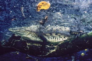 Cocodrile hide, Cenote Angelita Tulum by Alejandro Topete 